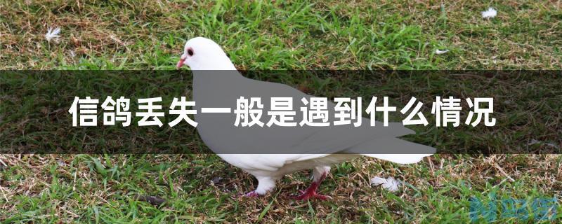 信鸽丢失一般是遇到什么情况？