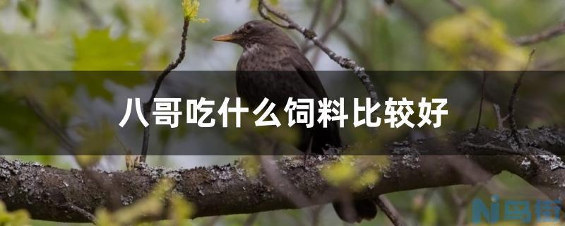 八哥吃什么饲料比较好？