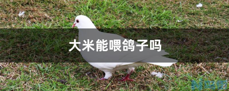 大米能喂鸽子吗？