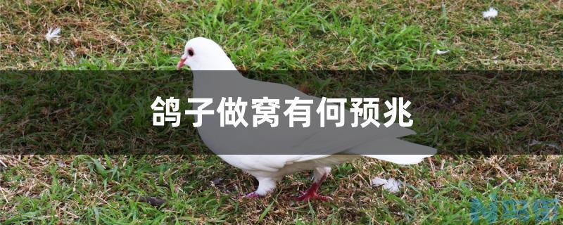 鸽子做窝有何预兆？