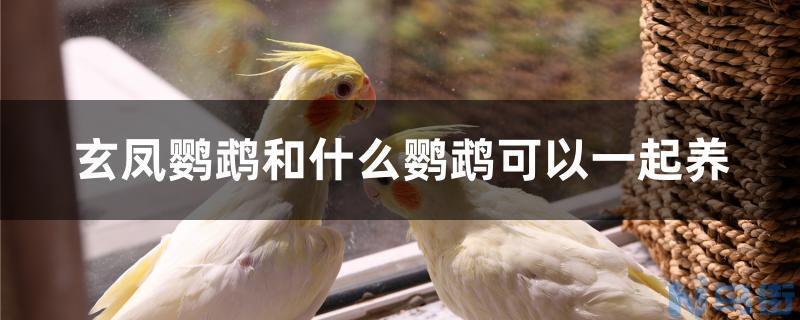 玄凤鹦鹉和什么鹦鹉可以一起养？