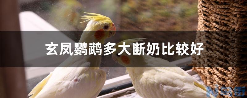 玄凤鹦鹉多大断奶比较好？