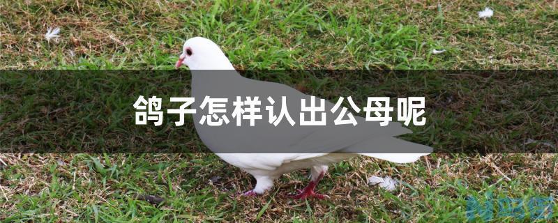 鸽子怎样认出公母呢？