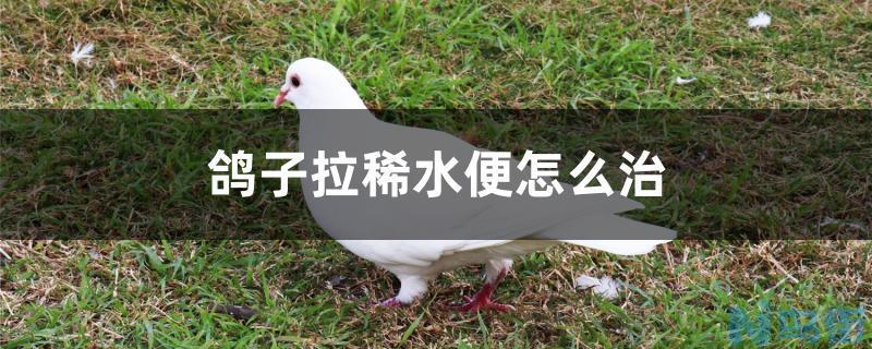 鸽子拉稀水便怎么治？