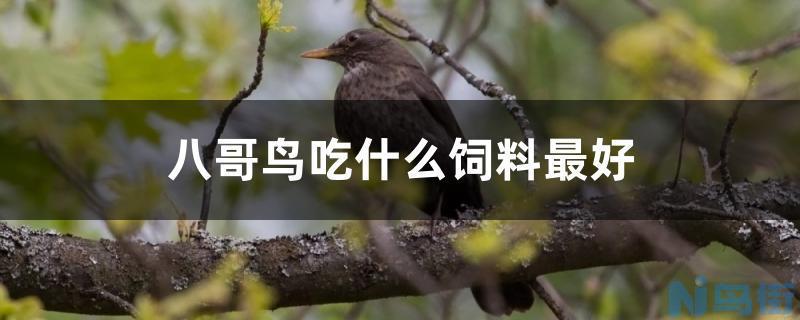 八哥鸟吃什么饲料最好？