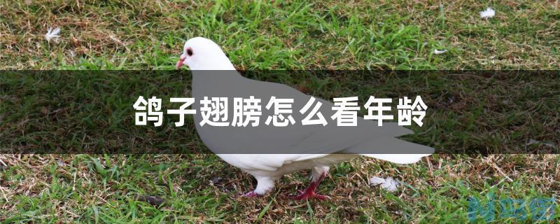 鸽子翅膀怎么看年龄？