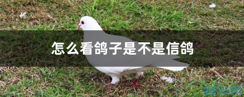 怎么看鸽子是不是信鸽？