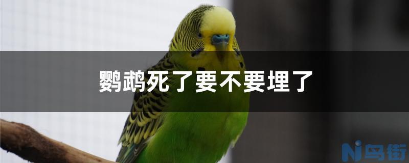 鹦鹉死了要不要埋了？