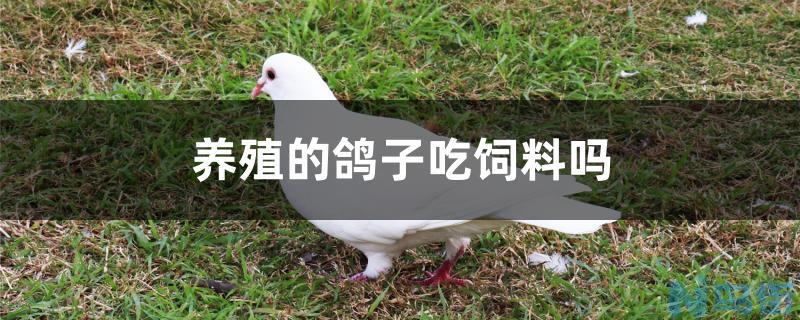 养殖的鸽子吃饲料吗？