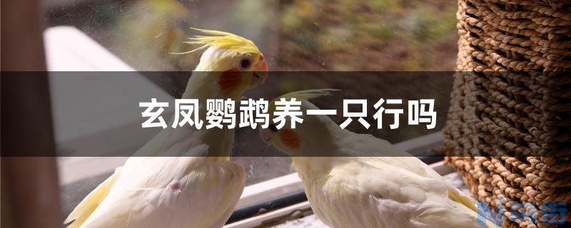 玄凤鹦鹉养一只行吗？