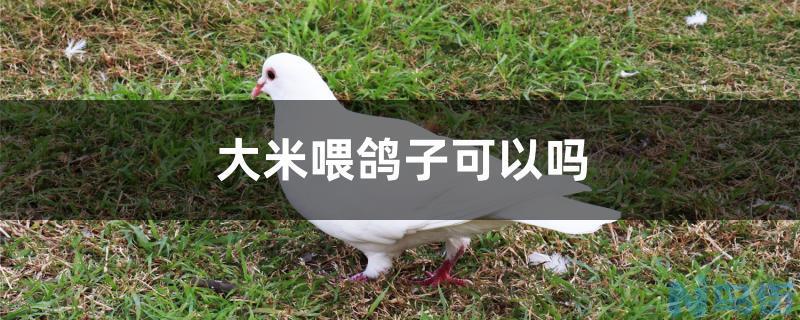 大米喂鸽子可以吗？