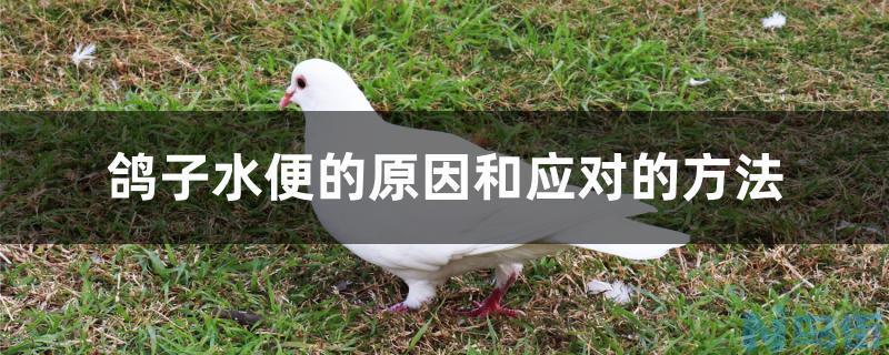 鸽子水便的原因和应对的方法？