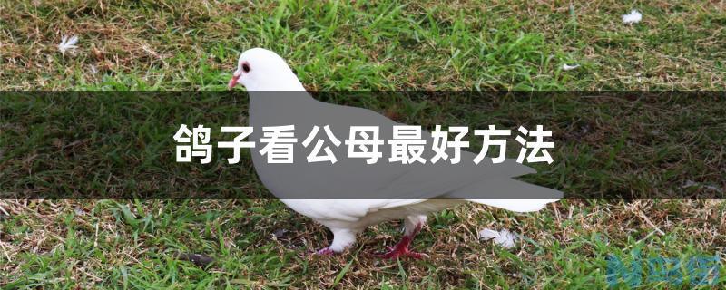 鸽子看公母最好方法？