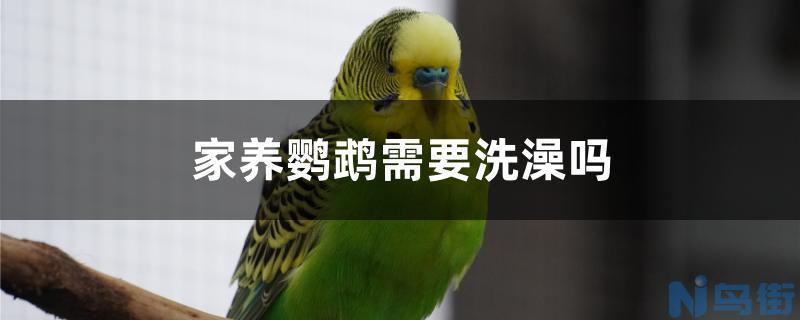 家养鹦鹉需要洗澡吗？