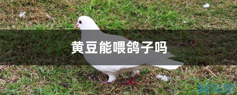 黄豆能喂鸽子吗？