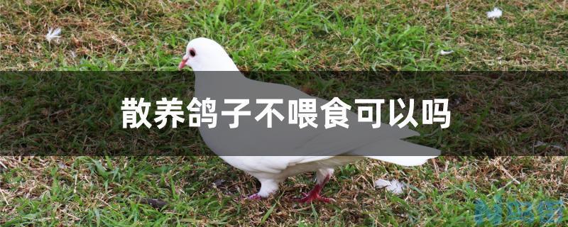 散养鸽子不喂食可以吗？