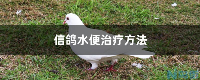 信鸽水便治疗方法？