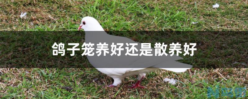 鸽子笼养好还是散养好？