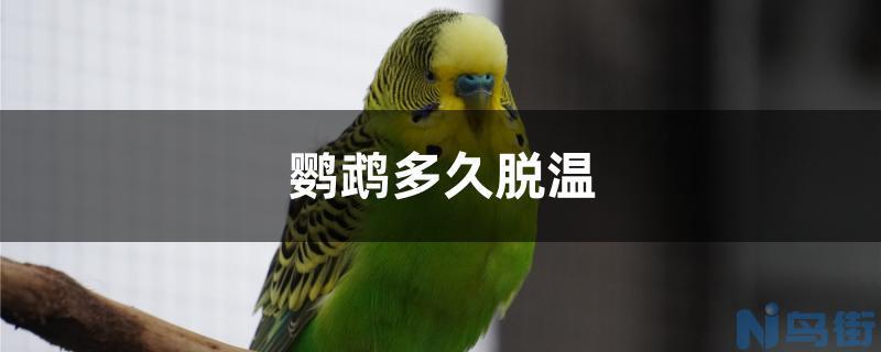 鹦鹉多久脱温？