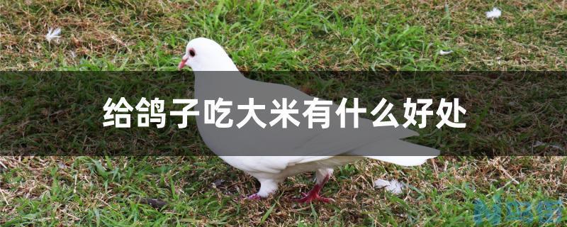 给鸽子吃大米有什么好处？