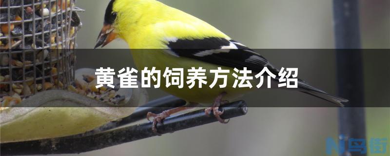 黄雀的饲养方法介绍？