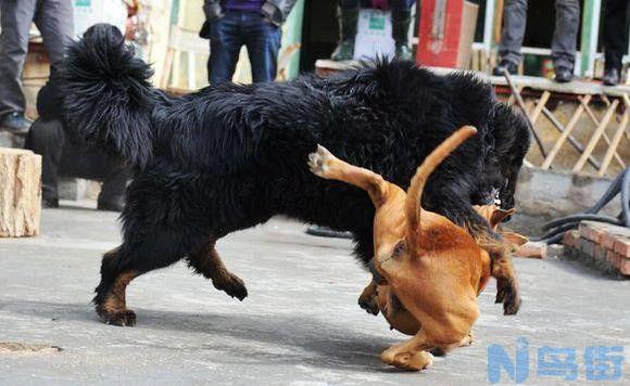 比特犬和藏獒哪个厉害？