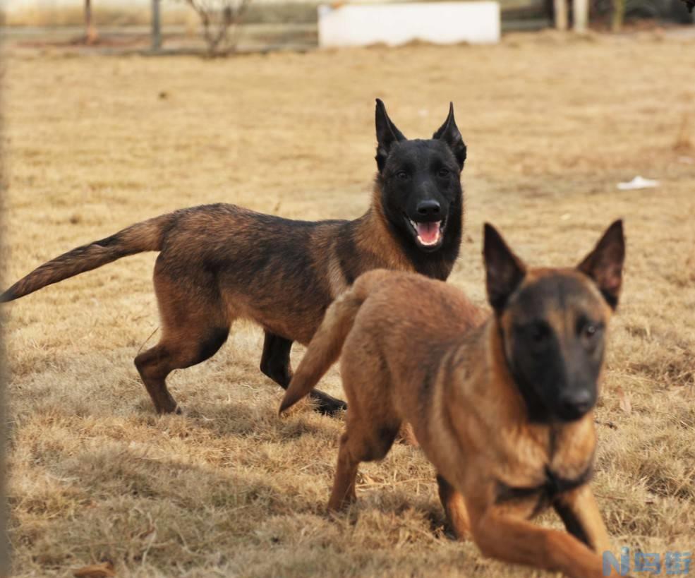 马犬为什么叫幽灵犬？