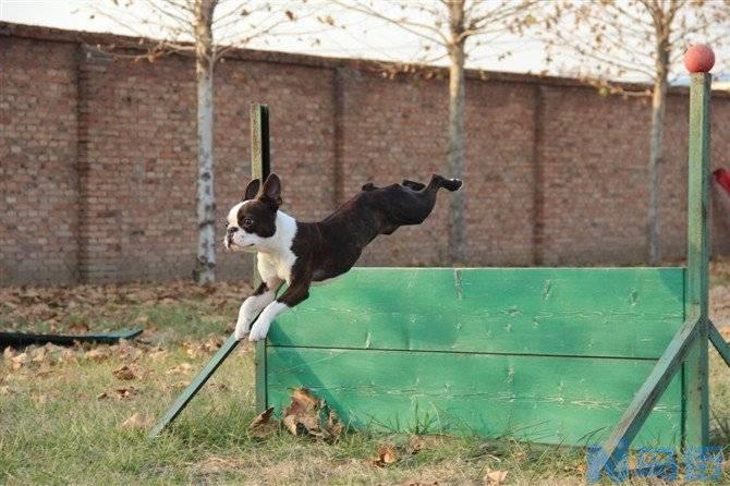 波士顿梗犬的缺点？