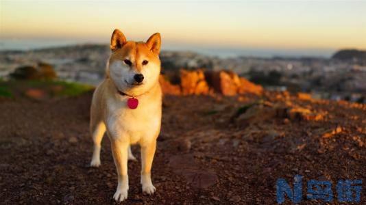 秋田犬性格怎么样？