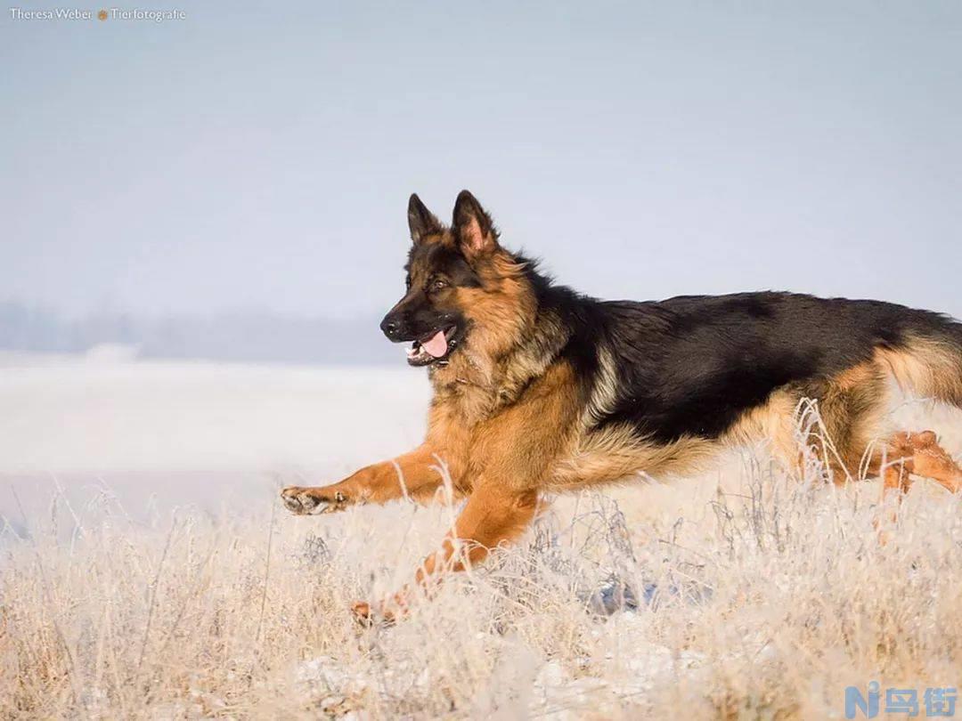 德牧和马犬哪个最忠诚？