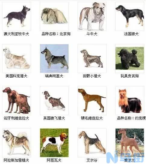 大型犬有哪些？