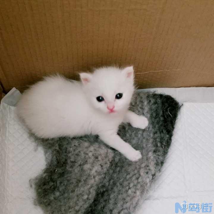 一个月多小猫猫粮吃多少？