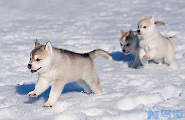 爱斯基摩犬掉不掉毛？