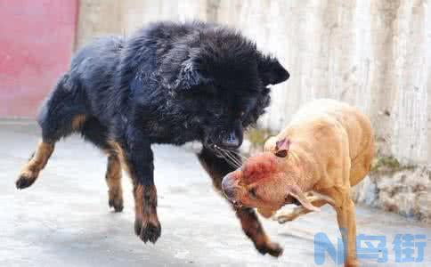 杜高犬和比特犬谁厉害？