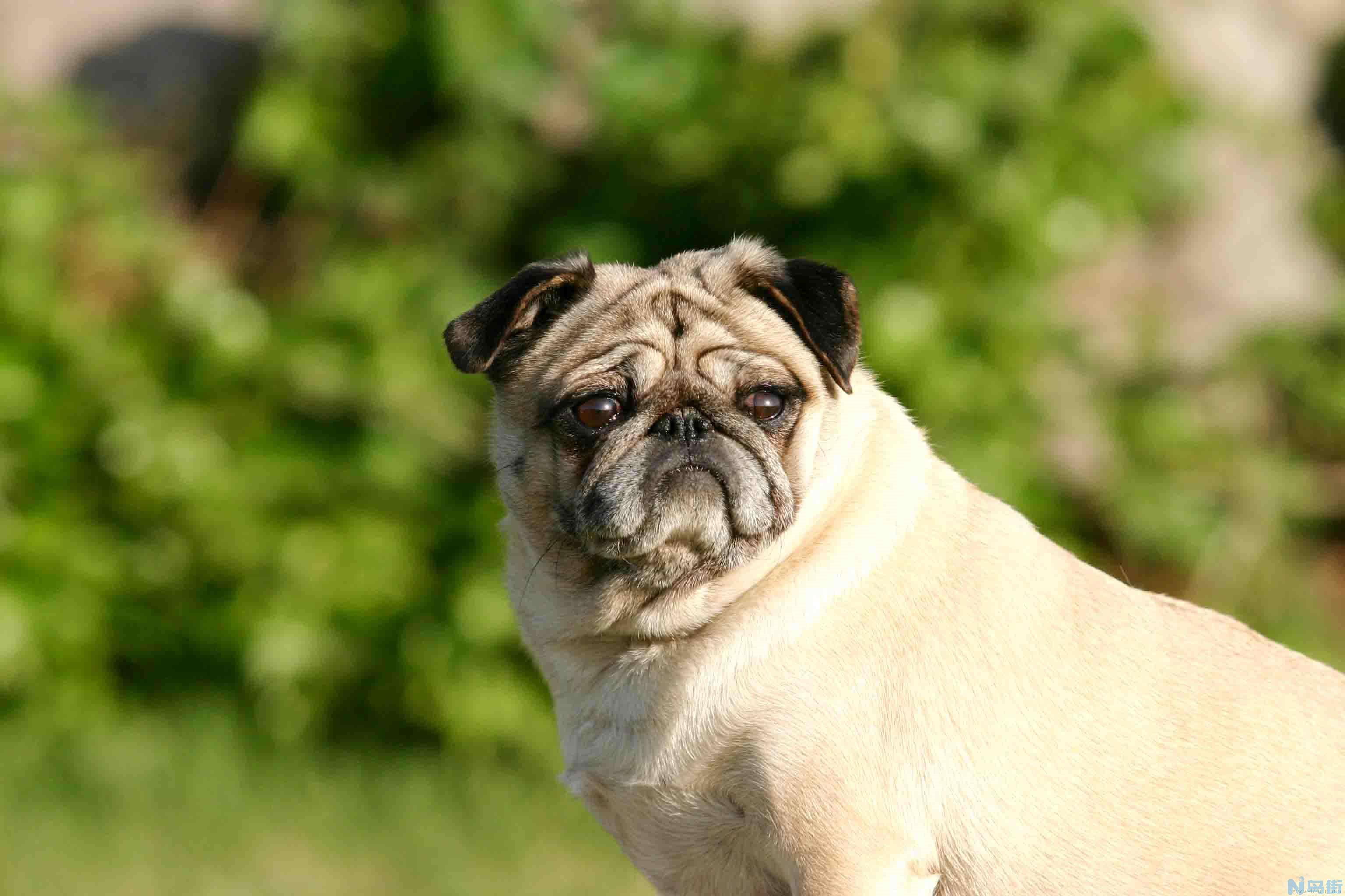 八哥犬多少钱一只？