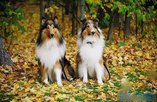 苏格兰牧羊犬好不好养?？