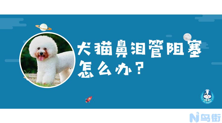 波斯猫流眼泪怎么回事？