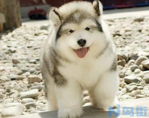 阿拉斯加犬幼犬怎么养？