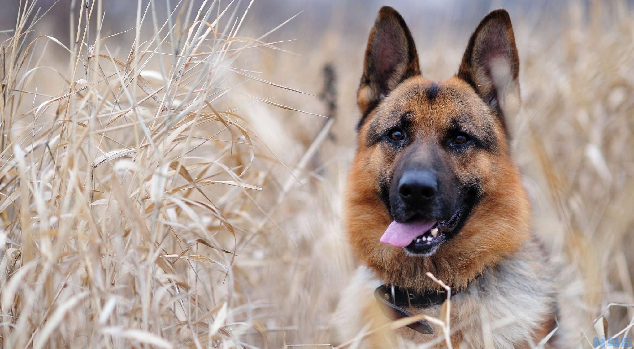 德国牧羊犬特征？