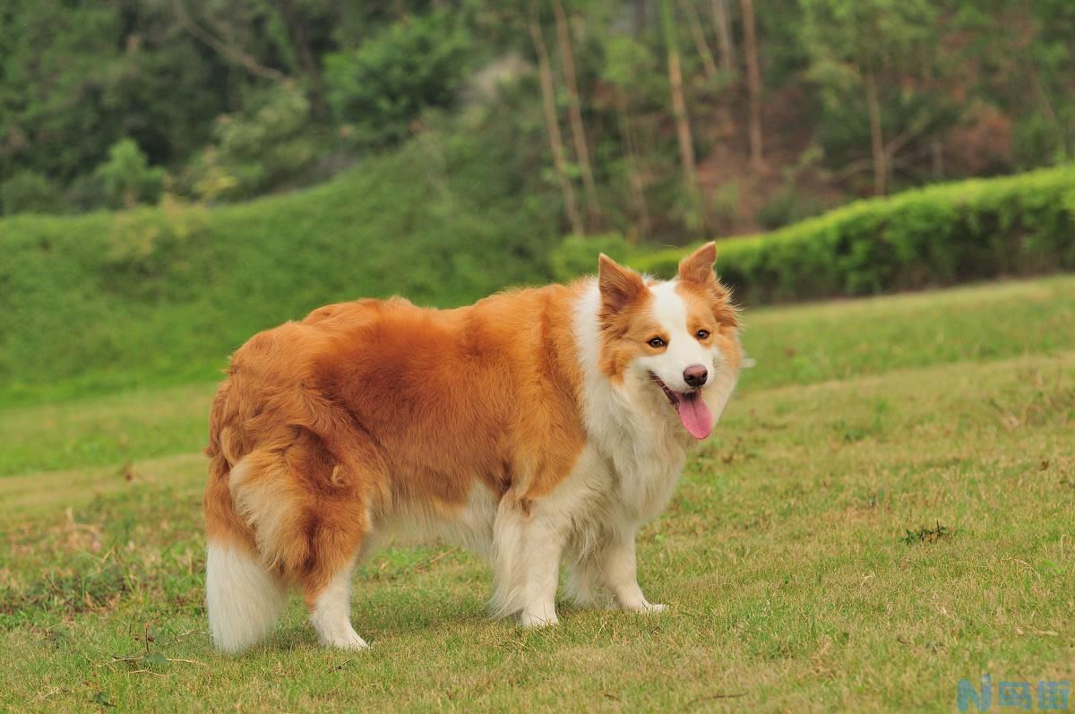 怎样养好边境牧羊犬？