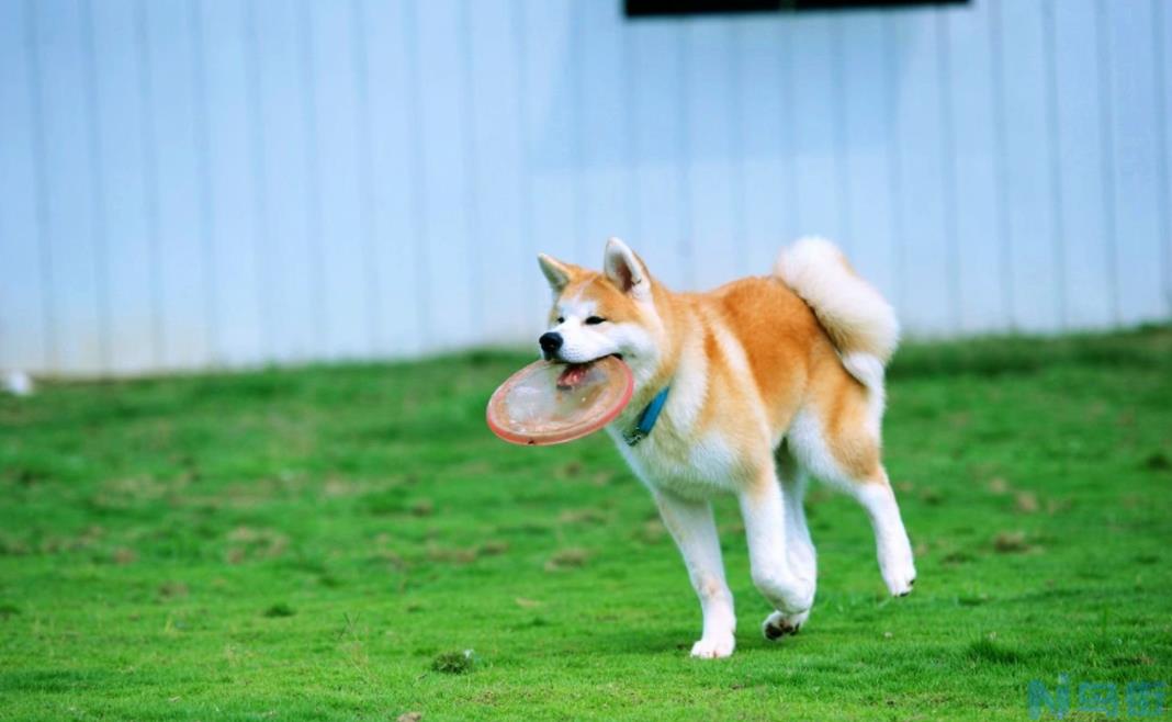 秋田犬的智商？