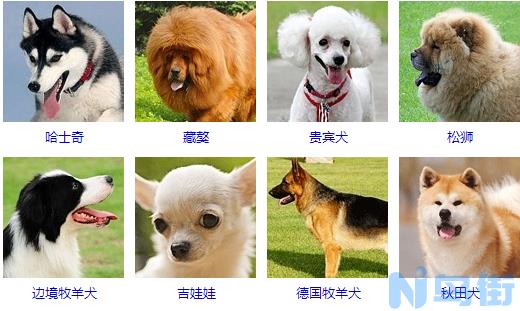 獒犬有哪些种类？