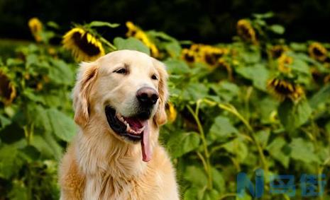 金毛犬训练方法？