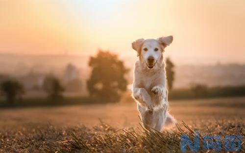 狗得了狂犬病什么症状？