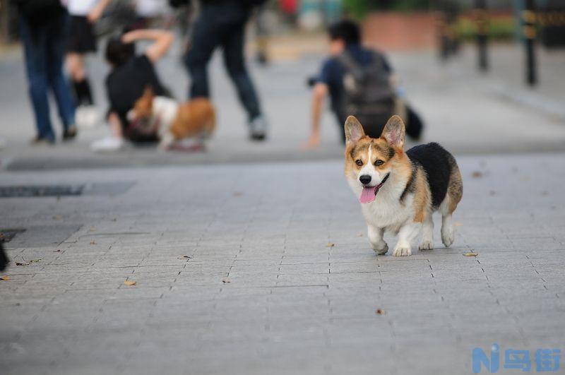 柯基犬的缺点是什么？