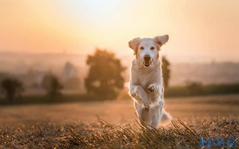 适合家养的大型犬？