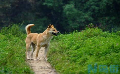 中华田园犬有哪些品种？