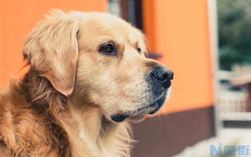 金毛犬一天吃多少狗粮？