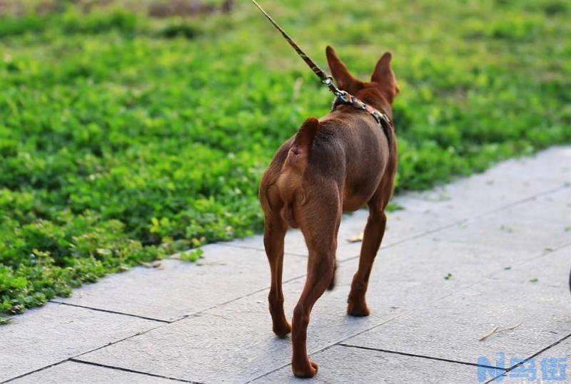 狗得狂犬病多久会死？