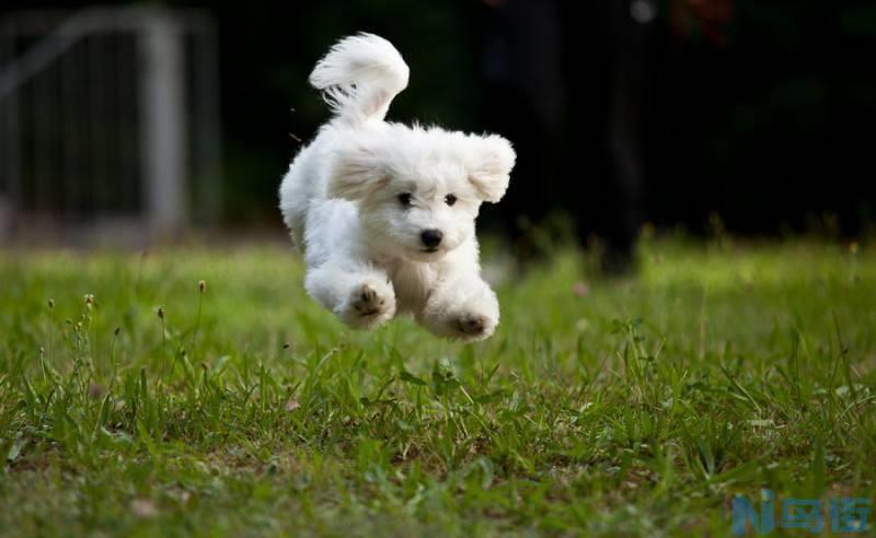 比熊是小型犬还是中型？